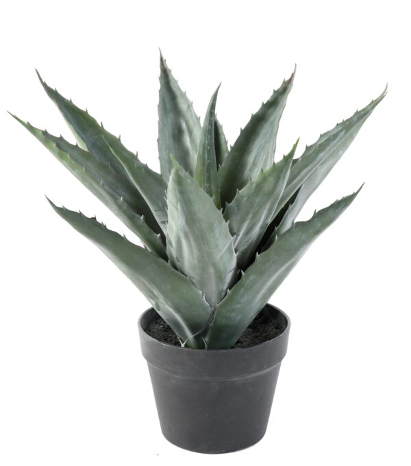 AGAVE artificielle