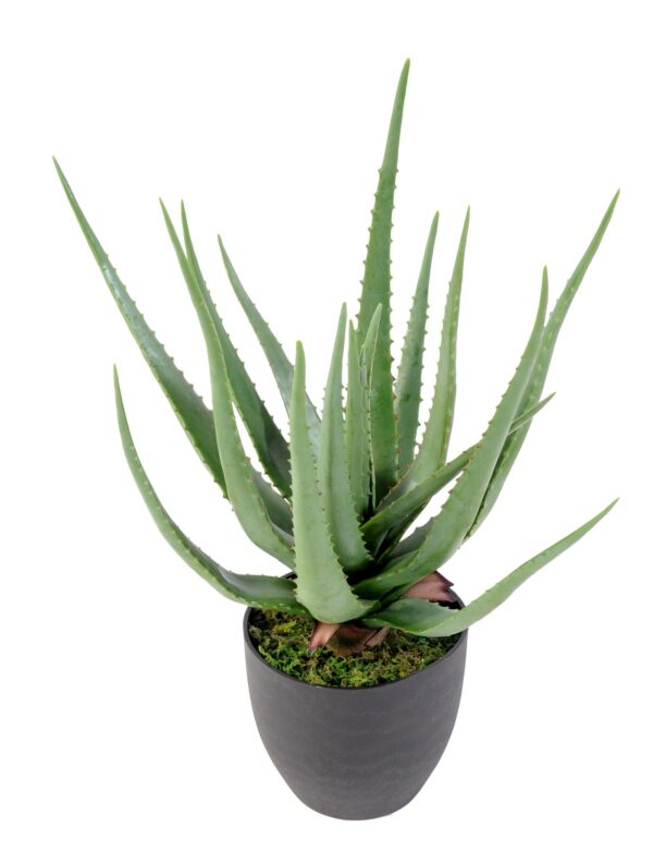 Aloe artificielle