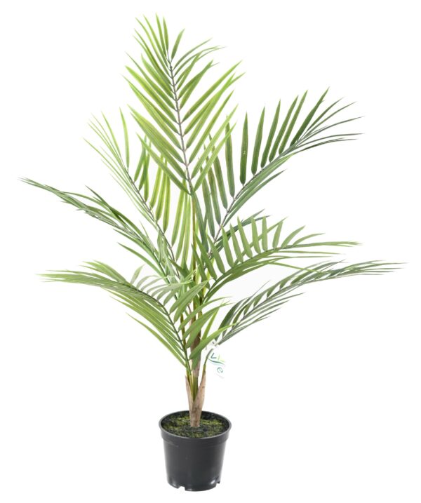 ARECA Artificielle