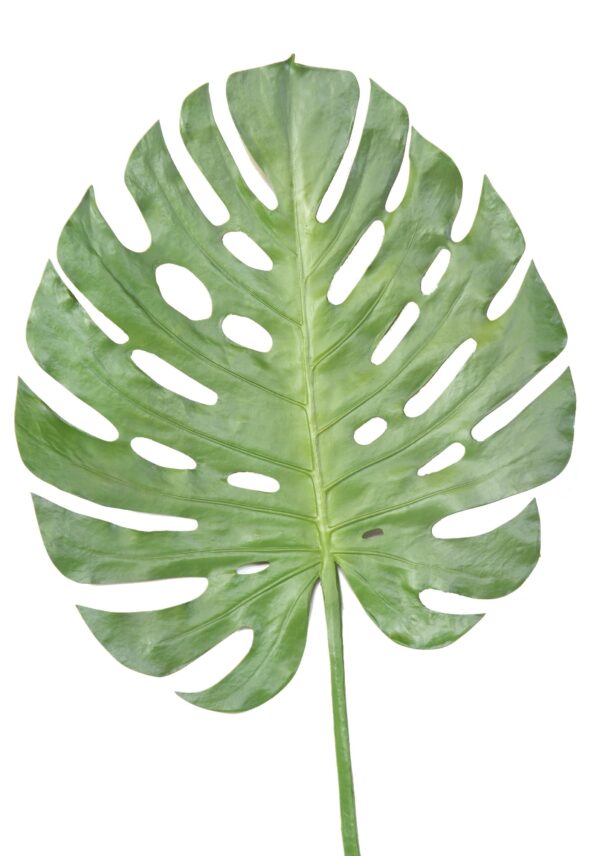 PHILO MONSTERA STEM 120 Artificiel